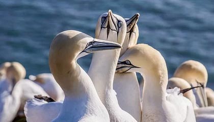 米兰体育app官网-体育课程多元化改革对学生学习成效的影响，体育多元化的好处