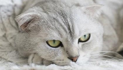 米兰体育app官网-体育课程多元化改革对学生学习成效的影响，体育多元化的好处