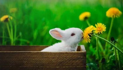 米兰体育app官网-体育课程多元化改革对学生学习成效的影响，体育多元化的好处